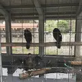 朝霧橋の写真_312045