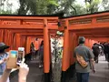 千本鳥居の写真_312084