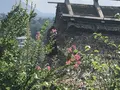 西湖いやしの里の写真_312431