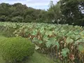 本牧市民公園の写真_313157