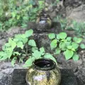 斎場御嶽の写真_313335
