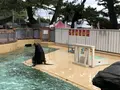 桂浜水族館の写真_313733