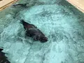 桂浜水族館の写真_313739