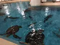 桂浜水族館の写真_313749