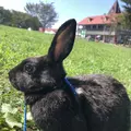 中津川市ふれあい牧場の写真_314285