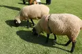 ひるがの高原 牧歌の里の写真_314699