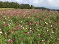 生駒高原の写真_314724