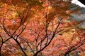 清水寺の写真_316041
