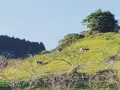 千葉県酪農のさとの写真_317472