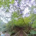 スッカン沢の写真_317573