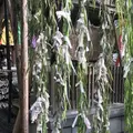 六角堂の写真_318563