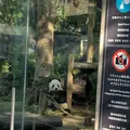 上野動物園の写真_319734