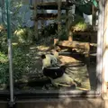 上野動物園の写真_319735