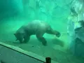 上野動物園の写真_319736