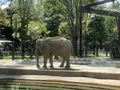 上野動物園の写真_319743