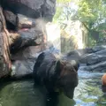 上野動物園の写真_319745