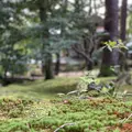 兼六園の写真_320246