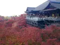 清水寺の写真_320323