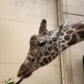旭川市 旭山動物園の写真_321373