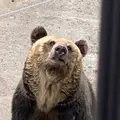 旭川市 旭山動物園の写真_321395