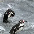 旭川市 旭山動物園の写真_321404