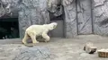 旭川市 旭山動物園の写真_322091