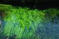忍野八海の写真_322224