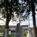 八本杉の写真_322529