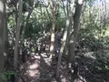 横浜自然観察の森の写真_322777