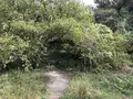 横浜自然観察の森の写真_322785