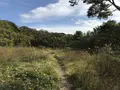 横浜自然観察の森の写真_322797