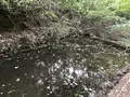 横浜自然観察の森の写真_322809