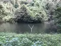 横浜自然観察の森の写真_322811