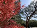 足立美術館の写真_323233
