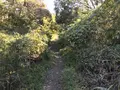 横浜自然観察の森の写真_323283