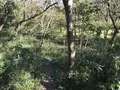 横浜自然観察の森の写真_323284