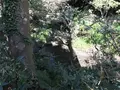 横浜自然観察の森の写真_323300