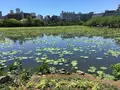 不忍池辯天堂の写真_323804