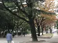 鶴舞公園の写真_323972