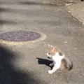 長崎の猫雑貨の写真_327587