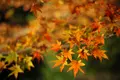 兼六園の写真_327653
