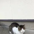 長崎の猫雑貨の写真_327823