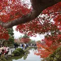 清水寺の写真_328165