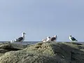 千畳敷の写真_328181