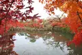 永観堂（禅林寺）の写真_328183