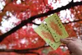 永観堂（禅林寺）の写真_328194