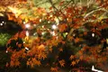 東寺（教王護国寺）の写真_328199