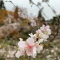 湖東三山西明寺 紅葉名所の写真_328334