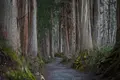 戸隠神社の写真_329992