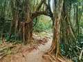 Manoa Fallsの写真_330432